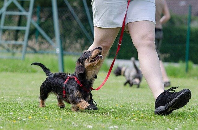 8 Dog Breeds With Short Legs