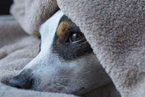 Jack Russel Terrier: Common Diseases