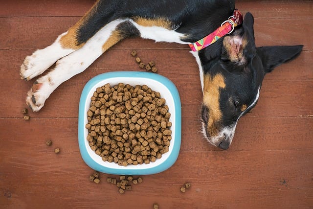 How Long Can a Dog Go Without Eating What Expert Advice! [ Important
