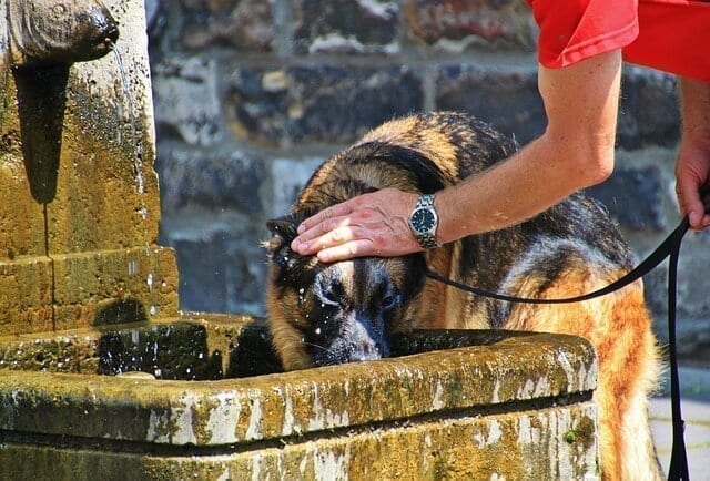 How Long Can a Dog Go Without Water