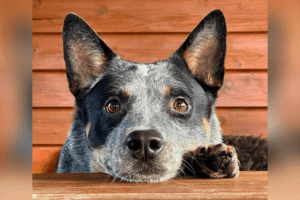 Australian Cattle Dog: Dog Breed Profile