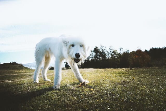 big fluffy white dogs