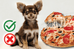 Can Dogs Eat Pizza? Good or Harmful