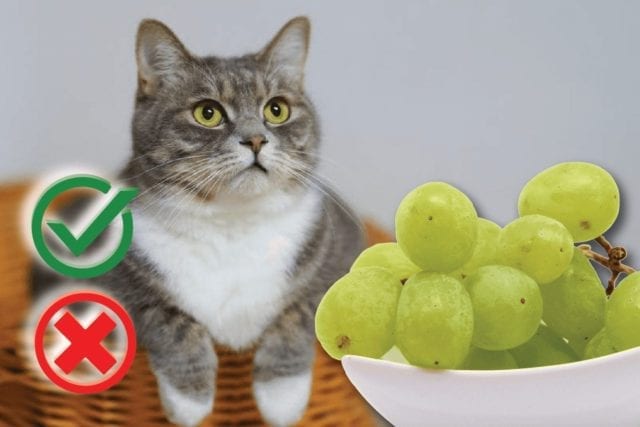 Can you feed your cat grapes?