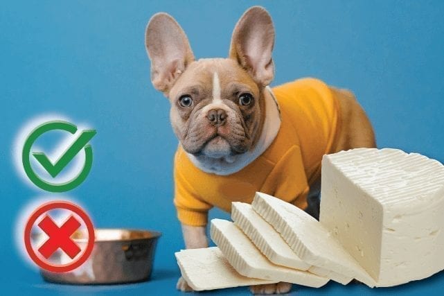Can Dogs Eat Mozzarella Cheese?