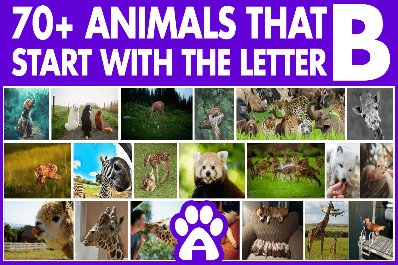 List of 70+ Animals Starting with letter B | List With Pictures & Facts