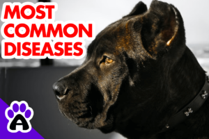 Cane Corso Health Issues And Problems