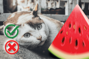 Can I Feed my Cat Watermelon?