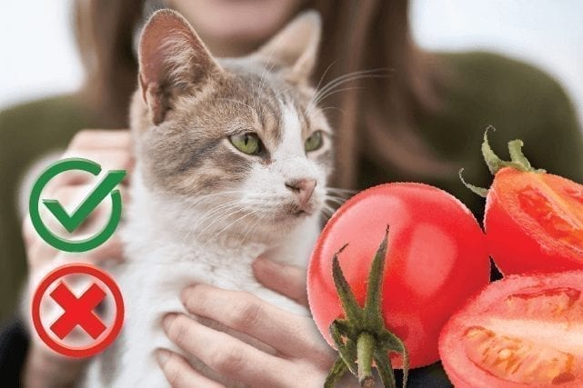 Can I Feed my Cat Tomatoes?