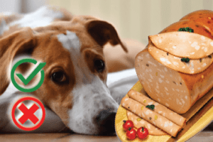 Can Dogs Eat Mortadella?