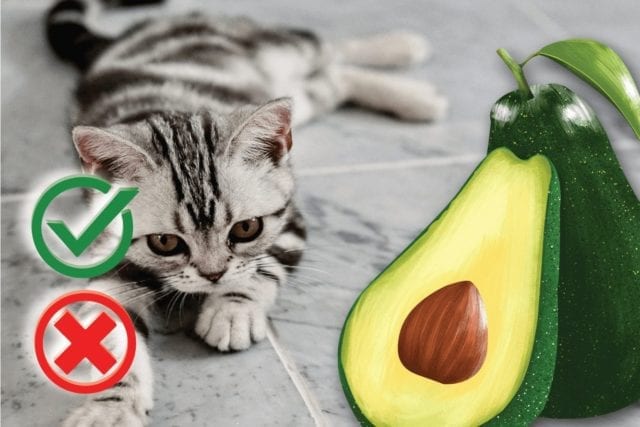Can I Feed my Cat Avocado?