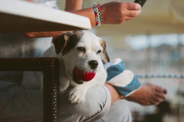 My Dog ​​Ate a Cotton Ball - what do I do?