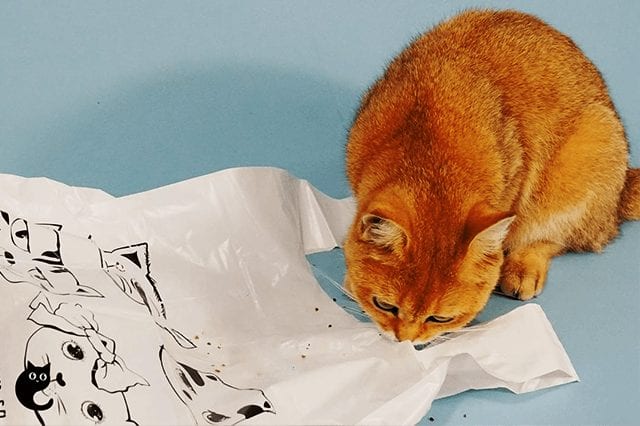 My Cat Ate Plastic? what should you do