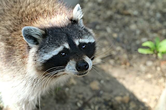 What To Do If Your Dog Gets Bit By A Raccoon