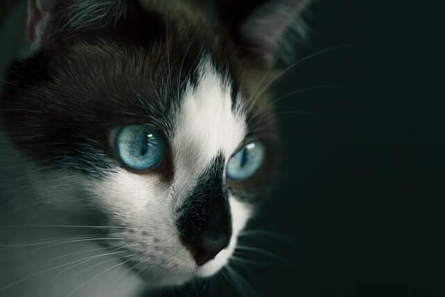 How do cats see colors?
