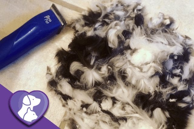 Can you shave a cat? All you need to know