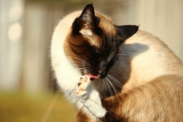 My cat is coughing: the 7 causes of cough in cats