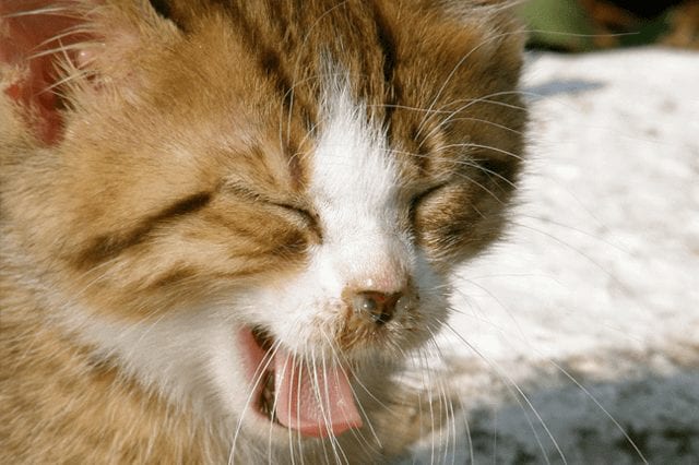 My cat is sneezing : what are the causes?