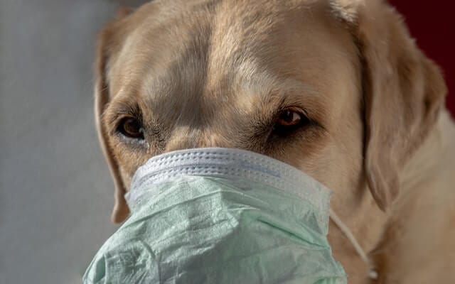Kennel Cough in Dogs: Causes, Symptoms, and Treatment