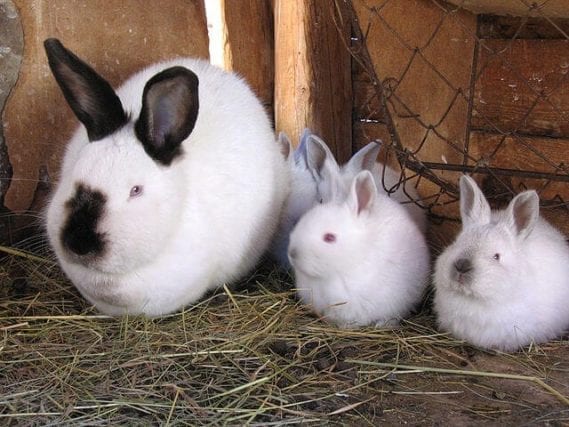 The Best Breeds of Domestic Rabbits