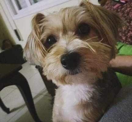 The Morkie dog, the Maltese and Yorkshire Terrier Mix