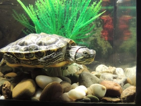 How To Keep Turtle Water Clear