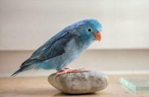 Ten tips and tricks for training little birds