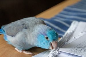 Chemicals that are extremely harmful to pet birds