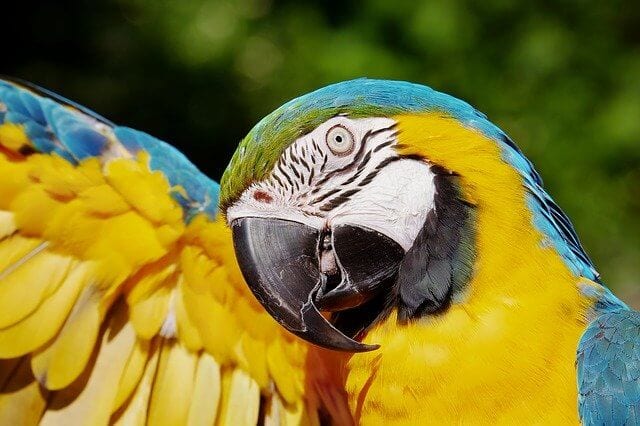 Parrots and Stress: Causes, Symptoms and Solutions