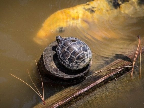 How long can turtles live?