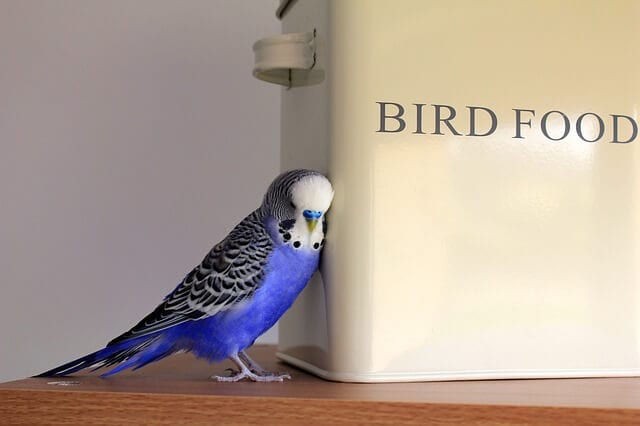 Interesting and Fun Facts About Budgies