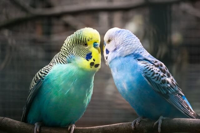 Interesting and Fun Facts About Budgies