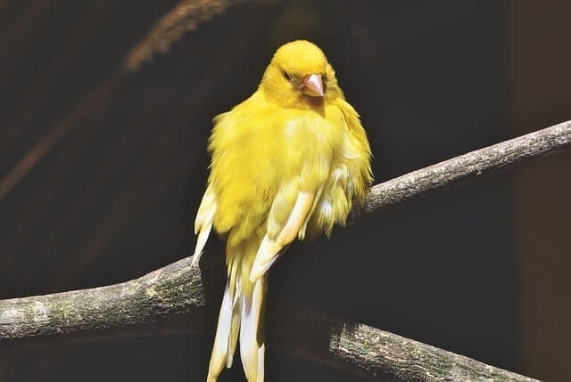 My canary is not singing