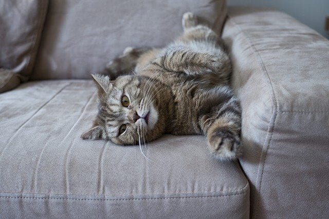 Teach your cat to stop scratching the sofa in 7 days