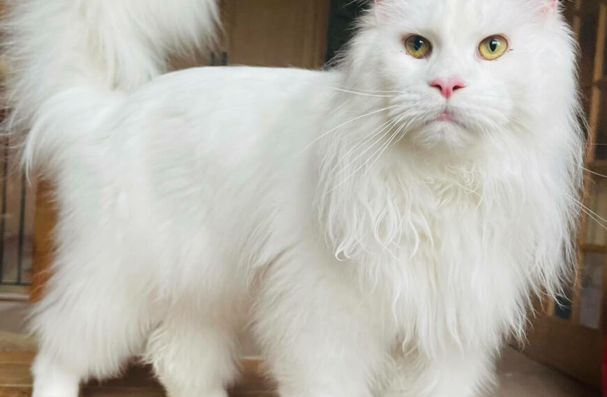 Why Are White Cats Often Deaf?