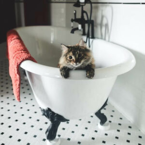 How to Prevent Your Cat from Pooping in the Sink or Bathtub