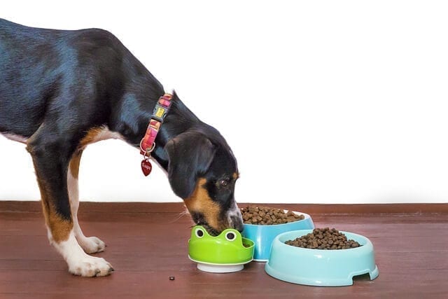 Why Doesn't My Dog Chew His Food?