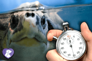 How Long Can a Turtle Be Out of Water?