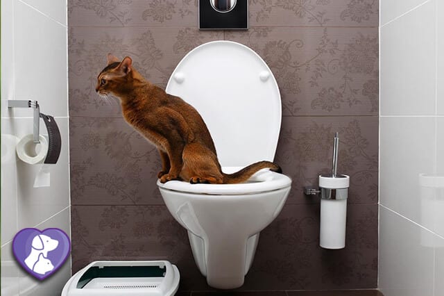 My Cat Does Not Pee or Poop: Causes and Solutions