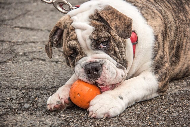 What is the best food for a Bulldog?