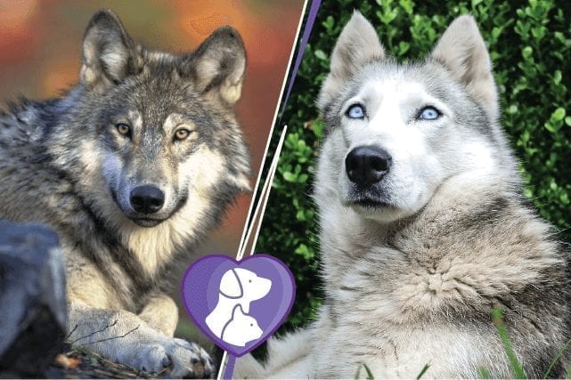 14 Dog Breeds Closest To Wolfs