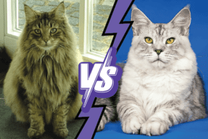 The Norwegian Forest Cat vs Maine Coon: Differences