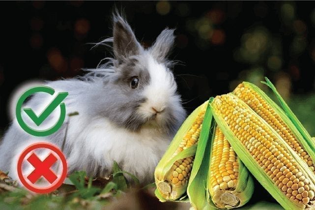 Can Rabbits Eat Corn? Good or Harmful