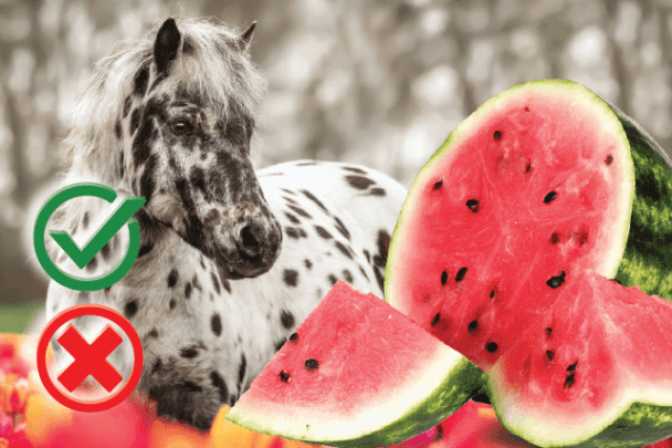 Can Horses Eat Watermelon Pulp, Skin or Seeds? The Pet Guide Home