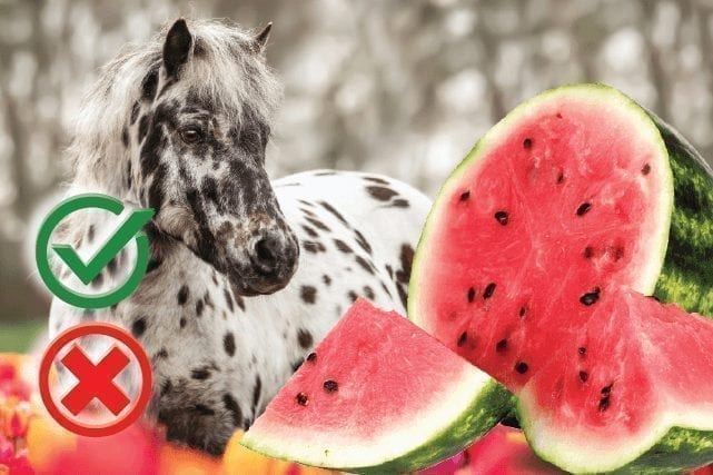 Can Horses Eat Watermelon: Pulp, Skin or Seeds?