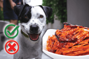 Can My Dog ​​Eat Spicy Food?