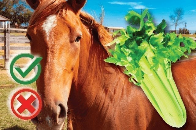 Can horses eat celery? Good or Harmful