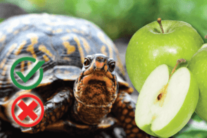 Can Turtles Eat Apples? Good or Harmful