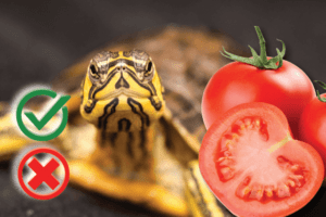 Can turtles eat tomatoes? Good or Harmful