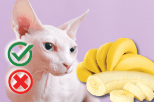 Can Cats eat Bananas? Good or Harmful